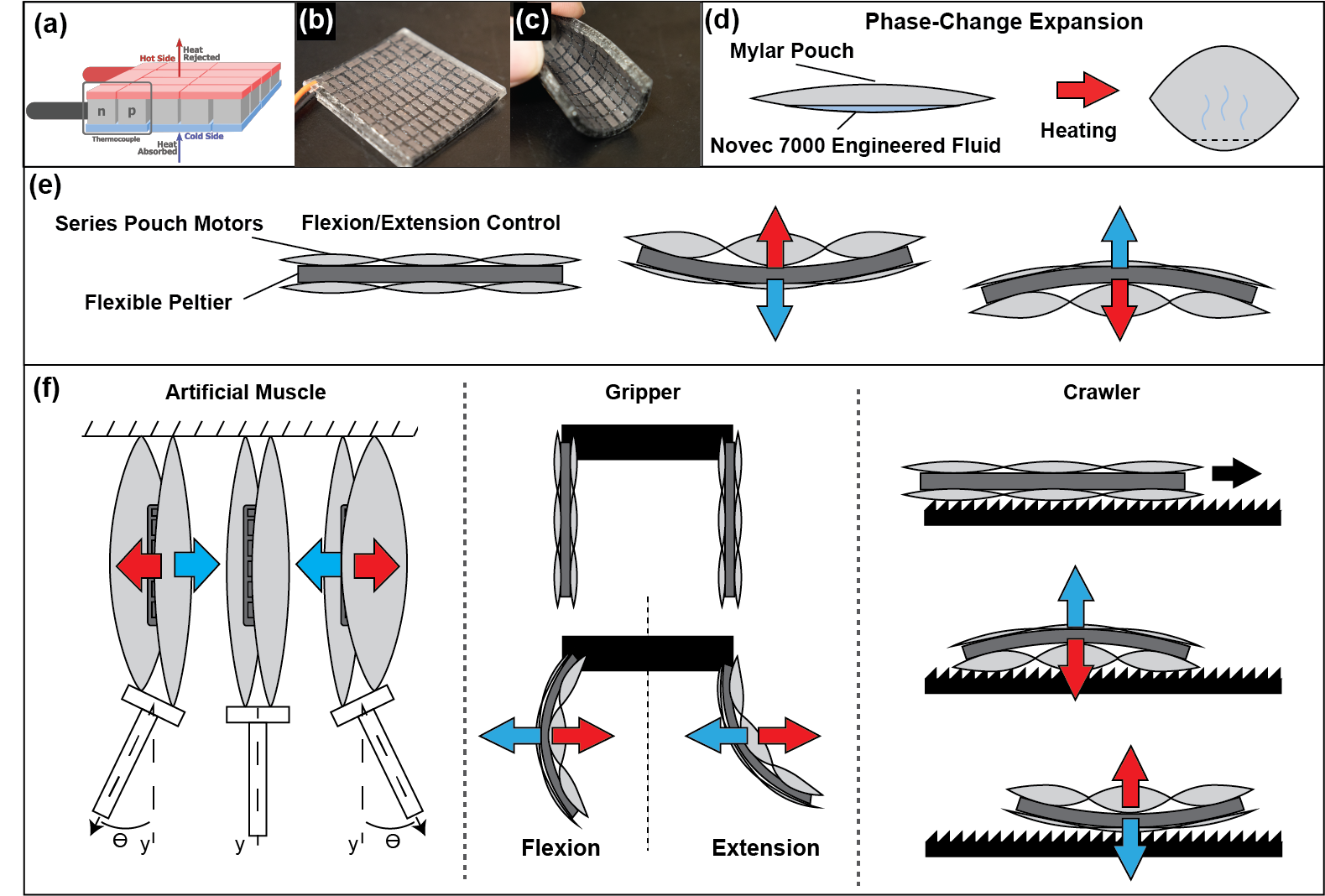 Agonist–Antagonist Pouch Motors: Bidirectional Soft Actuators Enhanced by Thermally Responsive Peltier Elements